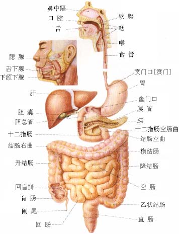 画画结构图(消化系统)_好大夫在线